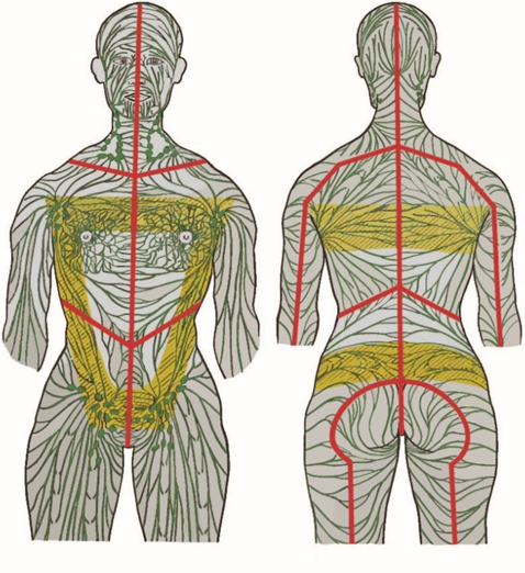 Tegning som viser kroppens lymfebaner set forfra og bagfra