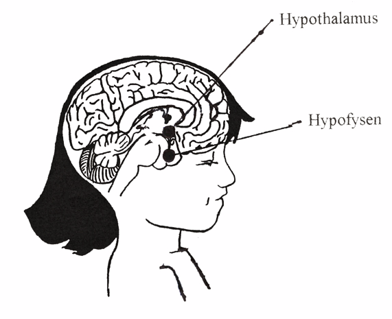 Normal pubertetsudvikling_Hypothalamus_Hypofysen.png