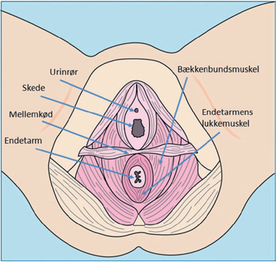 Illustration af en kvindes underliv, der viser, hvor endetarmens lukkemuskel sidder.