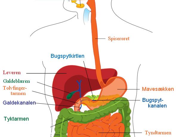 Billedet viser at bugspytkirtlen ligger æverst i maven i venstre side, under ribbenskurven, bagtil mod ryggen.