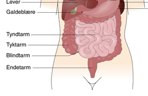 Anatomisk tegning af mave-tarmområdet, der viser, hvor tarmene, leveren og galdeblæren sidder.