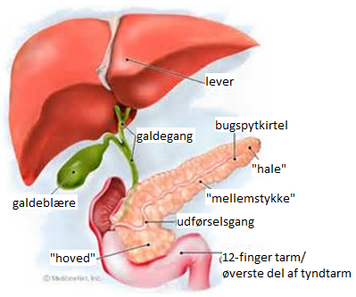 Billedet viser hvor de små galdegange kommer ud fra leveren og går ind i tyndtarmen, tolvfingertarmen, hvor også bugspytkirtlens udførselsgang er