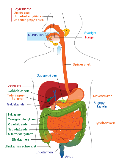 Figuren viser en oversigt over fordøjelses organerne i maven, fra munden gennem spiserør og mavesæk, i øverste tyndtarm indførselsgange fra lever og galdeblære samt bugspytkirtel, til tyndtarm, tyktarm og endetarm.