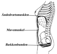 Tegning af kvindekrop fra siden