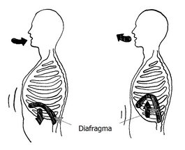 Tegninger af brystkasse, som viser hvordan mellemgulvet bevæger sig ved vejrtrækning