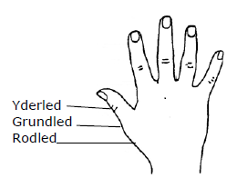 Tegning viser de 3 led på tommelfinger.