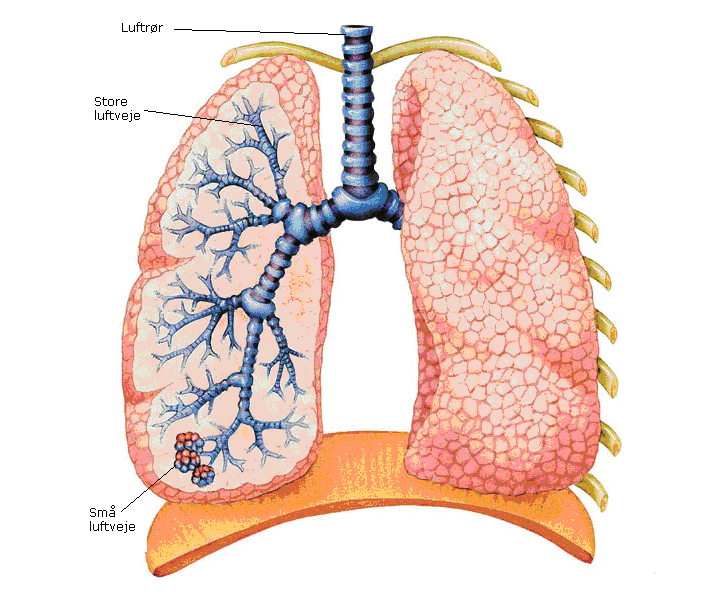 Tværsnit af lunge