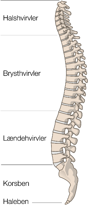 Illustration der viser rygs&oslash;jlen