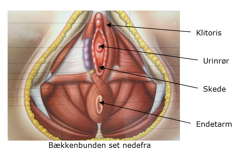 Illustration af bækkenbunden