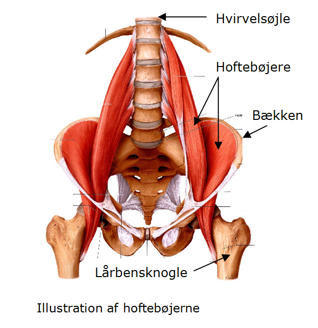 Illustration af hoftebøjerne