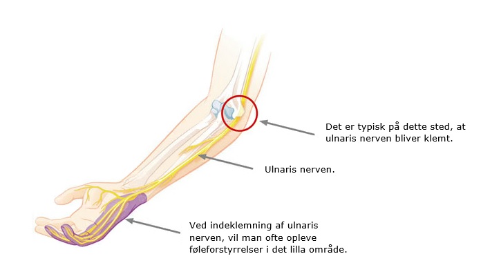 ulnaris nervens forløb