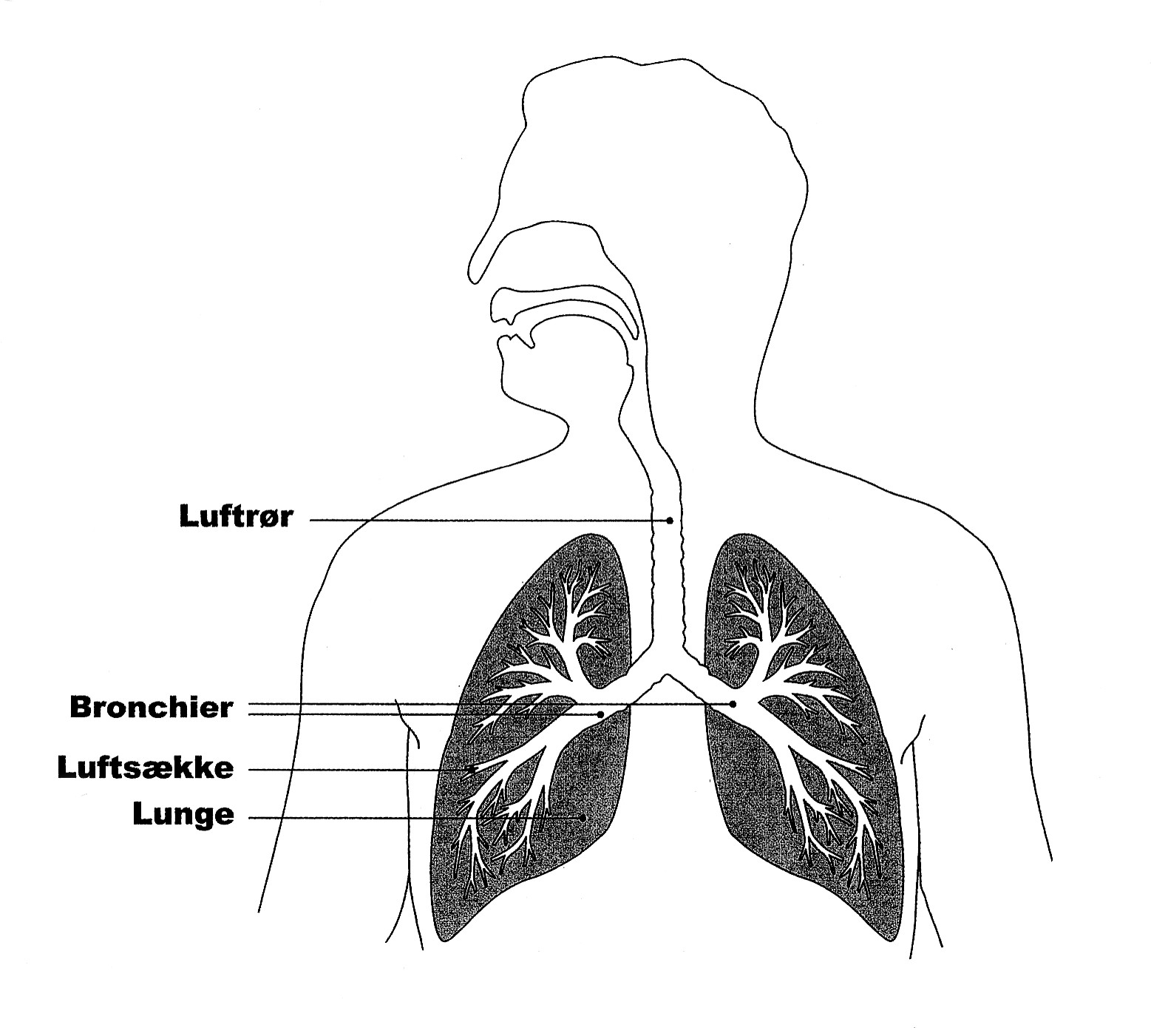 Tegning af lunger